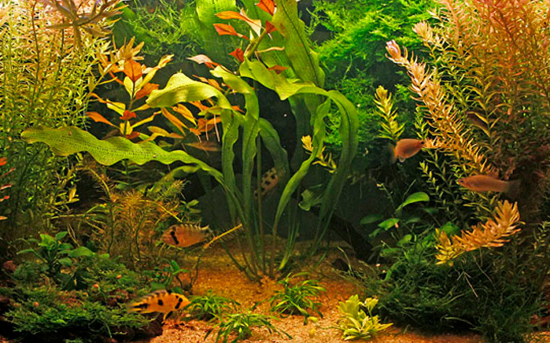 Det beplantede stueakvarium